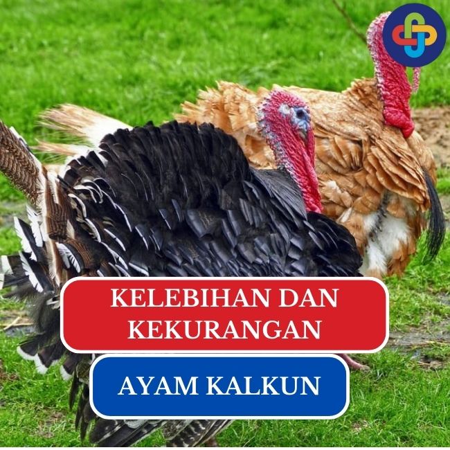 Ketahui Kelebihan dan Kekurangan Ayam Kalkun Dibandingkan dengan Ayam Pedaging Lainnya